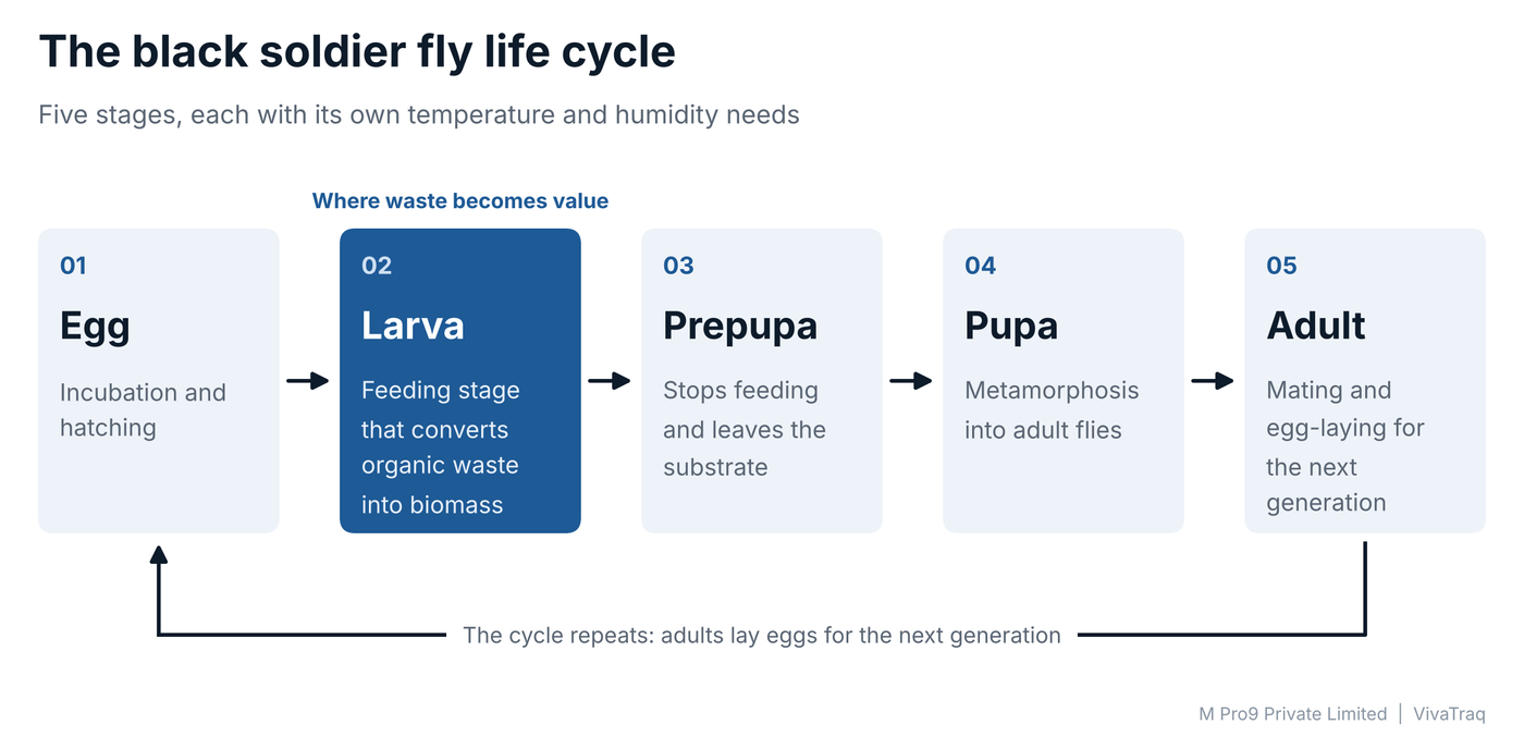 Black soldier fly life cycle stages: egg, larva, prepupa, pupa and adult